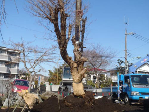 サルスベリ移植工事　工事内容:樹木移植工事