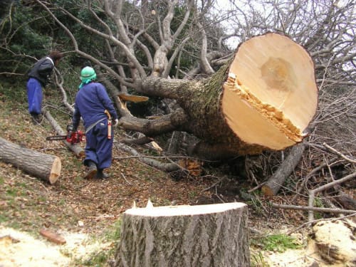 K様邸　樹木伐採工事